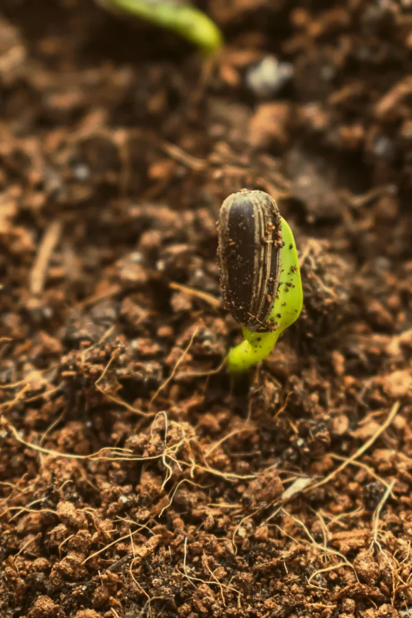 SemillaCreciendo